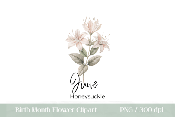 Download June Birth Flower Honeysuckle PNG - June Collection